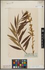 Foto von Salix triandra L. x Salix viminalis L.